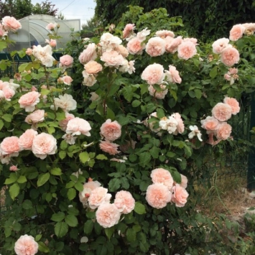 Роз де Толбиак (Rose de Tolbiac) фото 4