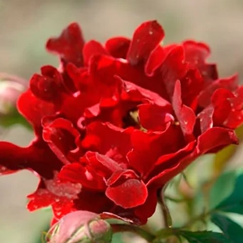 Полное описание роз Раффлс (статья от руководителя КФХ "Грандифлора")