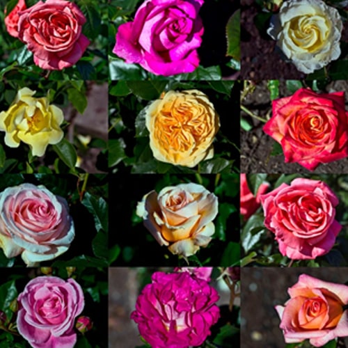 Обозначения групп роз
