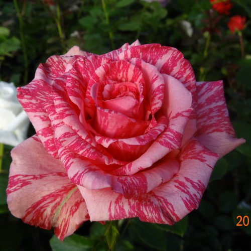 Пинк Интуишен (Pink Intuition) Пинк Интуишен (Pink Intuition)