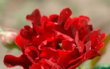 Полное описание роз Раффлс (статья от руководителя КФХ "Грандифлора")
