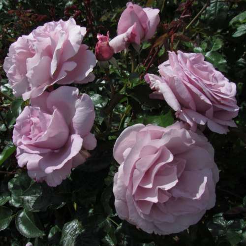 Ля Роз дю Пти Пранс (La Rose du Petit Prince) фото 2