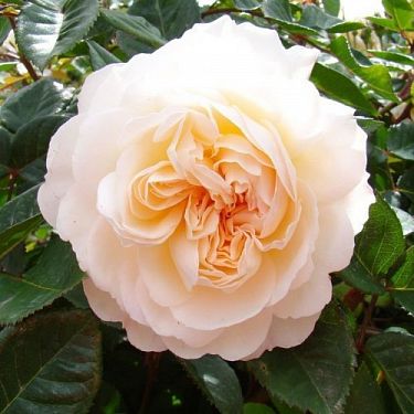 Крокус Роуз (Crocus Rose)