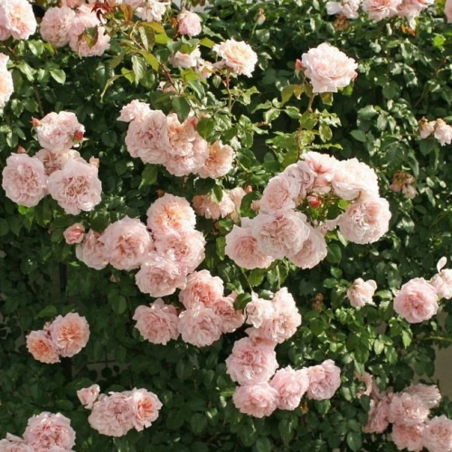 Роз де Толбиак (Rose de Tolbiac) фото 2