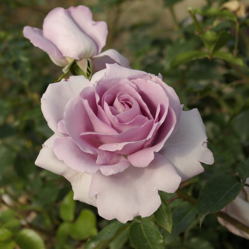 Ля Роз дю Пти Пранс (La Rose du Petit Prince) фото 4