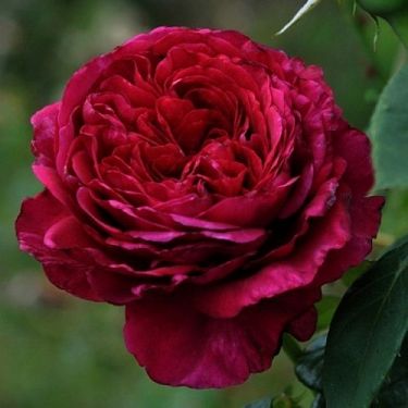 Роза 4 ветров (Rose des 4 Vents)